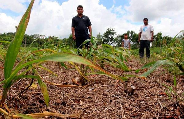 Campesinos quintanarroenses, abandonados a su suerte