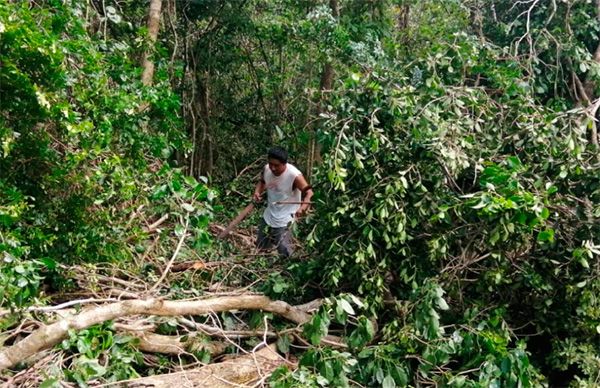 Abren antorchistas camino hacia nuevas viviendas en Tulum