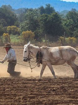 El abandono al campo y la necesidad de la unidad de los pequeños productores