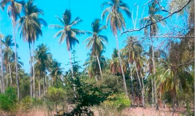 Desinterés oficial, lamentan productores de coco de Acapulco