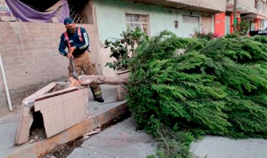 Caída de ramas y árboles en Chimalhuacán por vientos atípicos