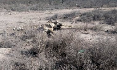 Por sequía muere ganado en Nuevo León, habitantes piden agua