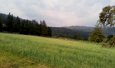 Campesinos de Texcaltitlán esperan excedente de maíz con fertilizante subsidiado