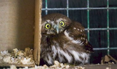 Aviario de Chimalhuacán, espacio para la rehabilitación y cuidado de la avifauna