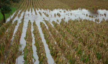 Campesinos quintanarroenses solicitan a la Federación insumos agrícolas