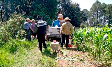 Antorchistas trabajan a favor del campo y en el campo