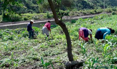 Campesinos antorchistas de Alcozauca realizan actividad económica