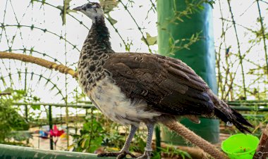 Aviario Municipal cuenta con nuevo residente