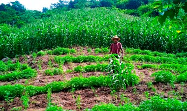 Apoyo para el campo de Acapulco, solicitan productores