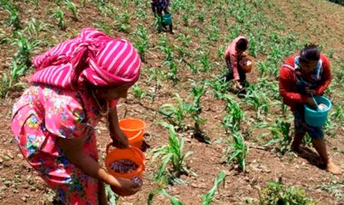 El campo en Guerrero, tres temporadas después