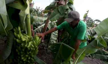 Mayor inversión para poner de pie la producción platanera