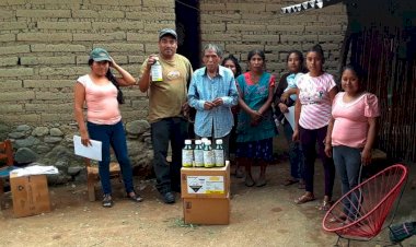 Siembra de hortalizas, una opción para familias de La Montaña