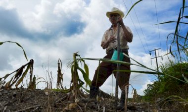 Campesinos de Quintana Roo sin indemnización por cosechas perdidas en el 2020