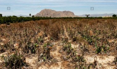 La pauperización del campo por la 4T