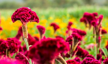 La flor por tradición