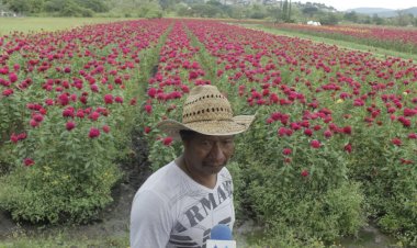 Siembra de cempasúchil en Tixtla, olor a tradición que seniega a morir