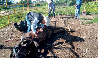 Antorcha lleva servicio de veterinaria a campesinos