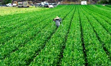 Campo agrícola de Vizcaíno, BCS, campo de explotación