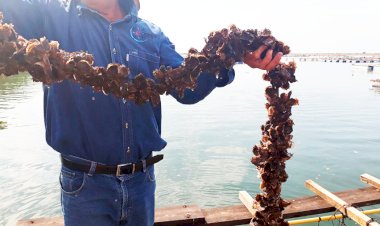 AMLO, urgen los apoyos para pescadores nayaritas