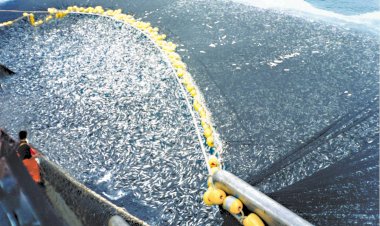 Golfo de California, la mina de oro de unos cuantos