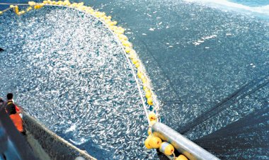 Golfo de California, la mina de oro de unos cuantos