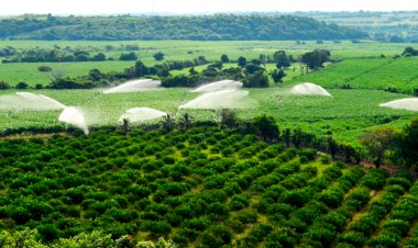 Urge reactivación del sector primario con tecnología de punta