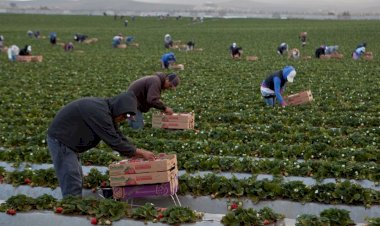 Los jornaleros agrícolas siguen esperando la justicia prometida por la 4T