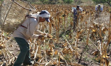 Campesinado mexicano en extrema situación por coyuntura mundial