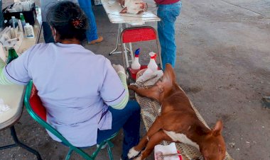 Realizan campaña de esterilización 