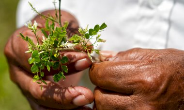 Incremento de violencia en contra de defensores del medio ambiente