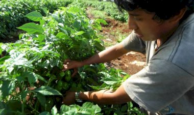 Crece carencias en el campo; Gobierno olvida a pequeños productores