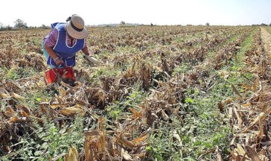 Producción de granos y cereales no es prioridad de la 4T