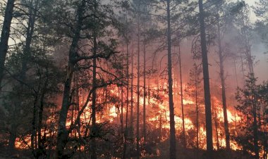 REPORTAJE | Pérdidas forestales gigantescas