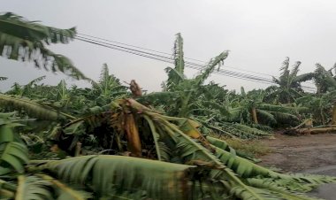 Productores de San Rafael denuncian irregularidades en pago de Seguro Agrícola