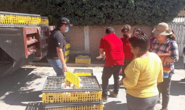 Tlahuapan gestiona programa “Gallinas ponedoras”