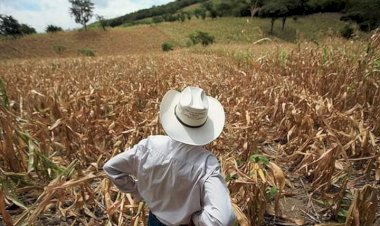 Campo de la huasteca hidalguense, en riesgo