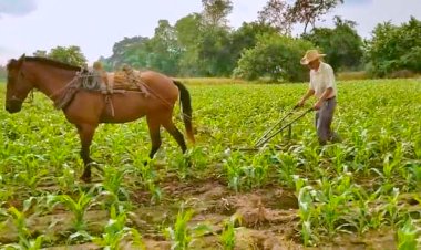 Campesinos de Zirándaro de los Chávez, con dificultades para sembrar