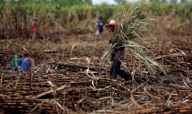 Falta de apoyo perjudica a campesinos de Quintana Roo