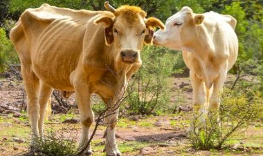 Duro golpe para productores de Chihuahua, fallecen 300 cabezas de ganado por sequía