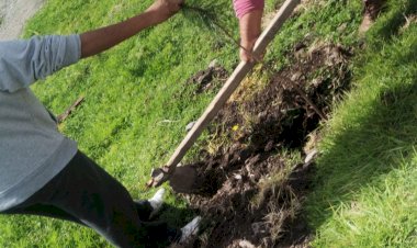 Antorcha reforesta áreas verdes de colonia La Antorcha