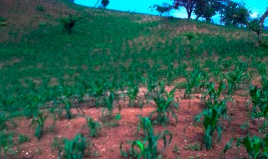 Lamentan campesinos de Zacualpan desatención del gobierno federal 