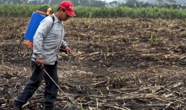 Crisis en el campo agravada por altos precios de fertilizantes 