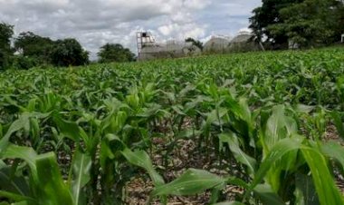 Insuficiente apoyo de gobierno para la producción del campo