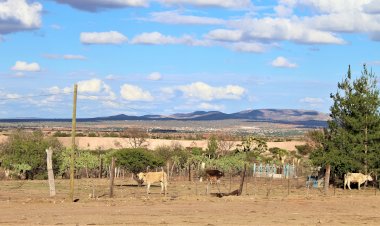 Sin apoyos e inflación, campesinos sufren sequía en Zacatecas