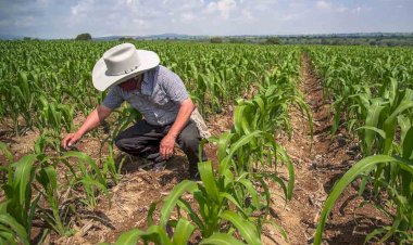 Censo Agropecuario 2023: buena noticia, pero con reservas