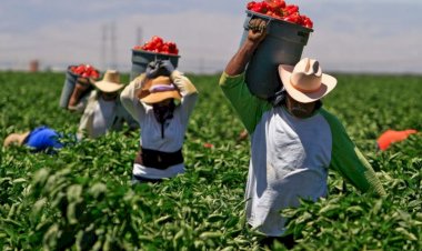 Jornaleros 