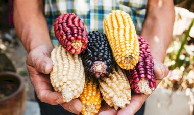 La suficiencia alimentaria, otra utopía de la 4T