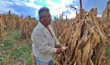 Olvidados, los trabajadores del campo en Tuxtepec, Oaxaca