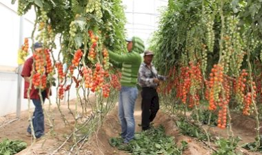 El problema de los tomateros de Galeana