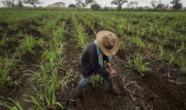 Secretaría de Agricultura, promesas incumplidas